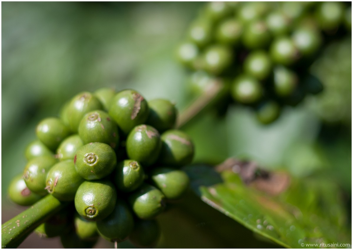 Green coffee berries close-up