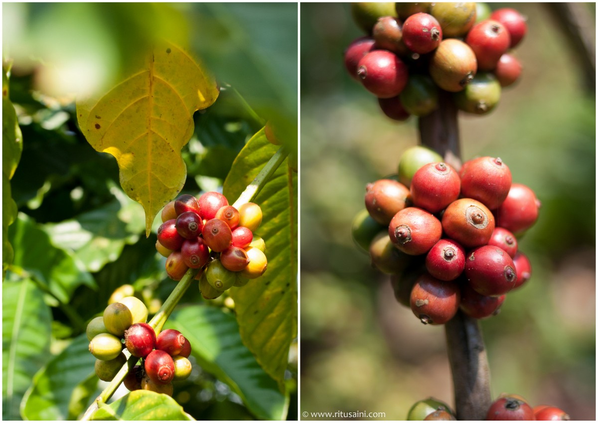 Ripe coffee berries close-up