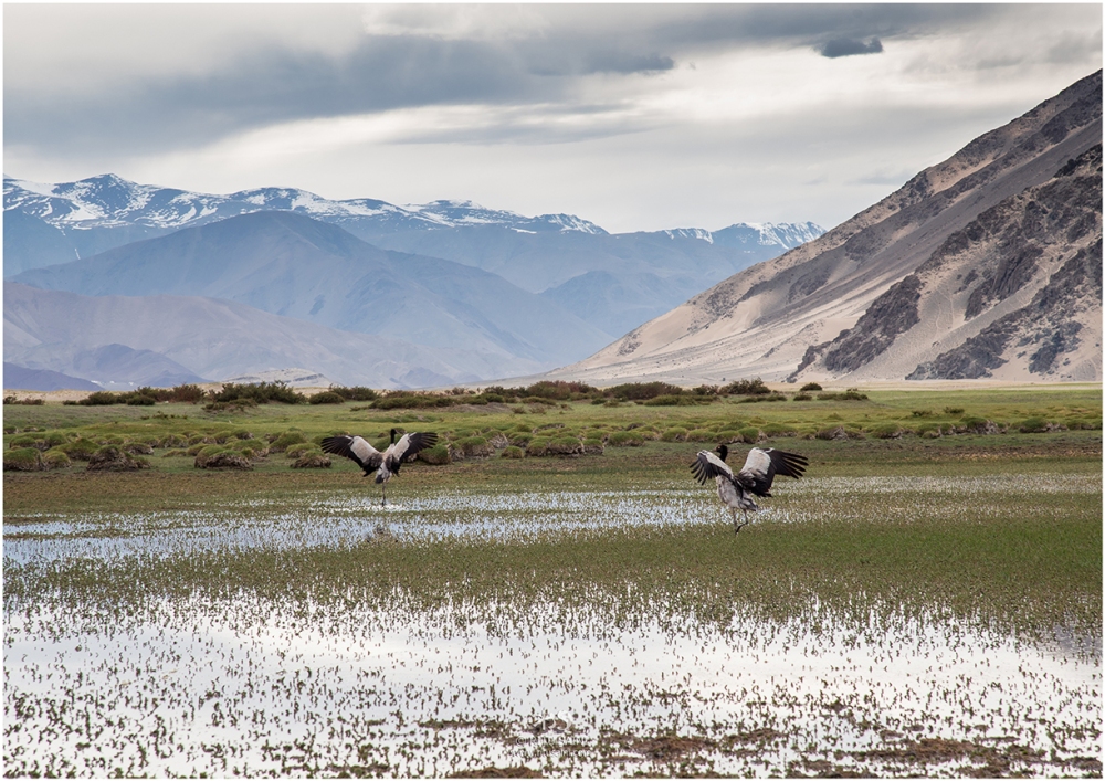 Black-necked cranes at Mood near Loma, Ladakh.